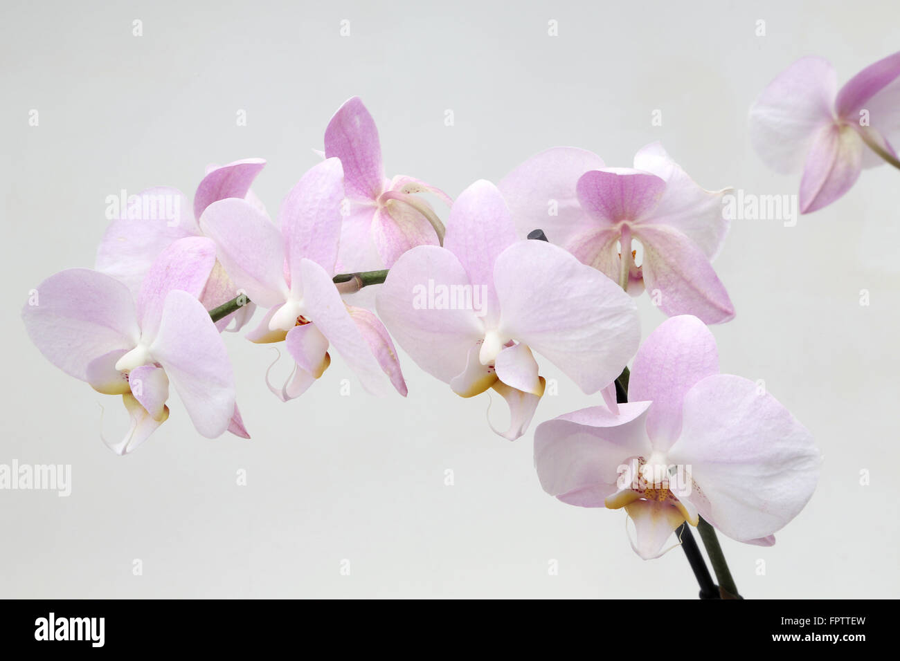 Pink Orchid Phalaenopsis Maki Watanabe Stock Photo