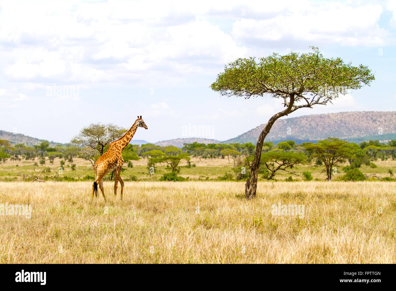 Large giraffe walks at the plains of Africa Stock Photo