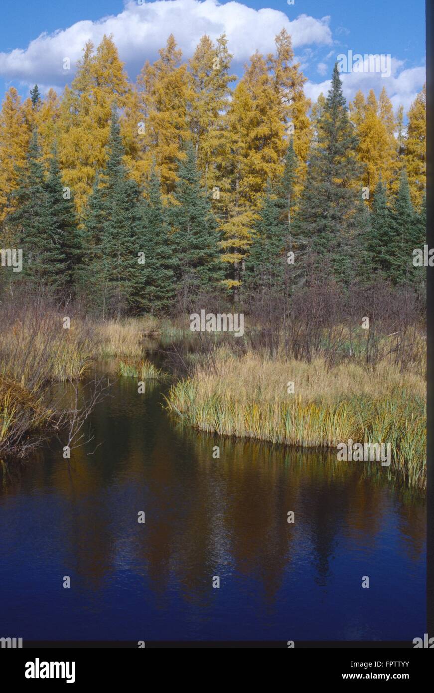 Eastern Larch,(Larix laricina), in their golden fall color and Black Spruce,(Picea mariana), form a backdrop for this stream. Stock Photo