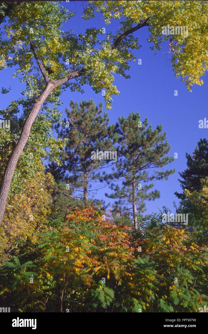 Red Pine,(Pinus resinosa), Minnesota's state tree is framed by cottonwood and sumac in early fall color Stock Photo