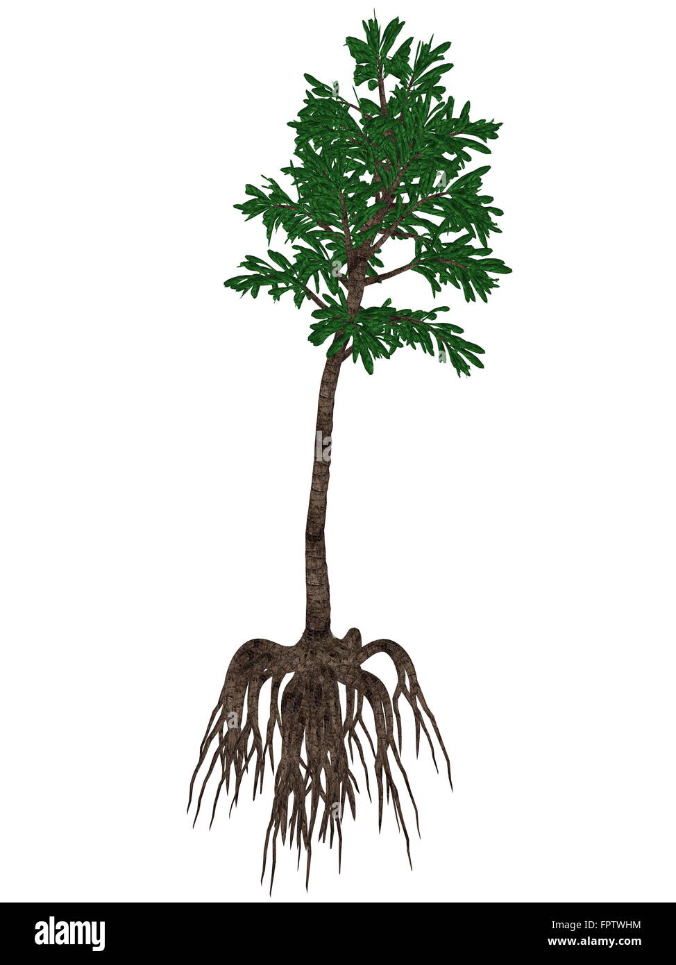Cordaites angulostriatus prehistoric arboreal plant isolated in white background - 3D render Stock Photo