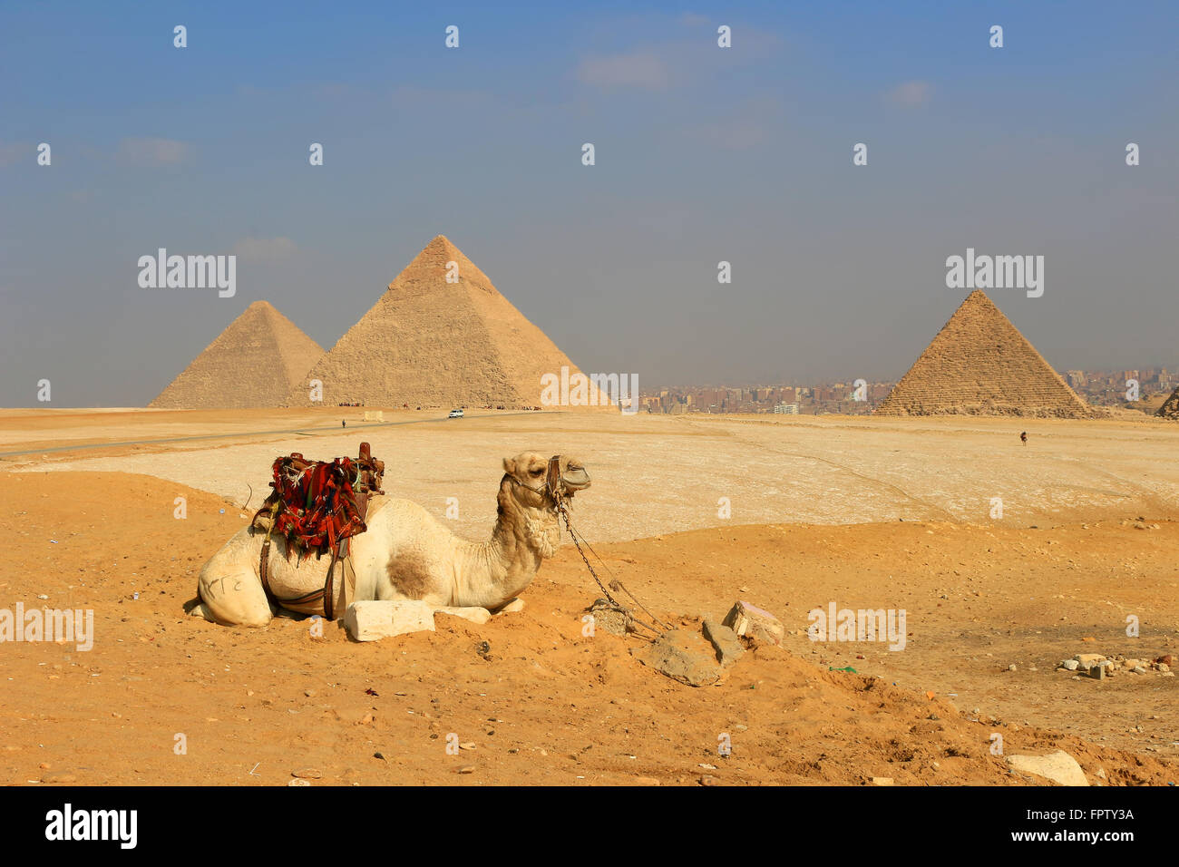 Camel relaxing at The Pyramids of Giza, man-made structures from Ancient Egypt in the golden sands of the desert with polluted C Stock Photo