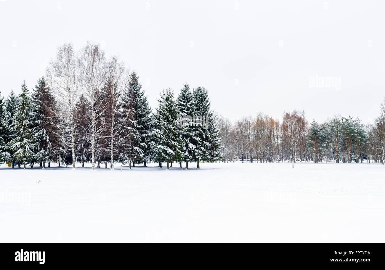 Winter landscape with fir trees and birch trees in the snow. Snow-covered trees in a city park. Stock Photo