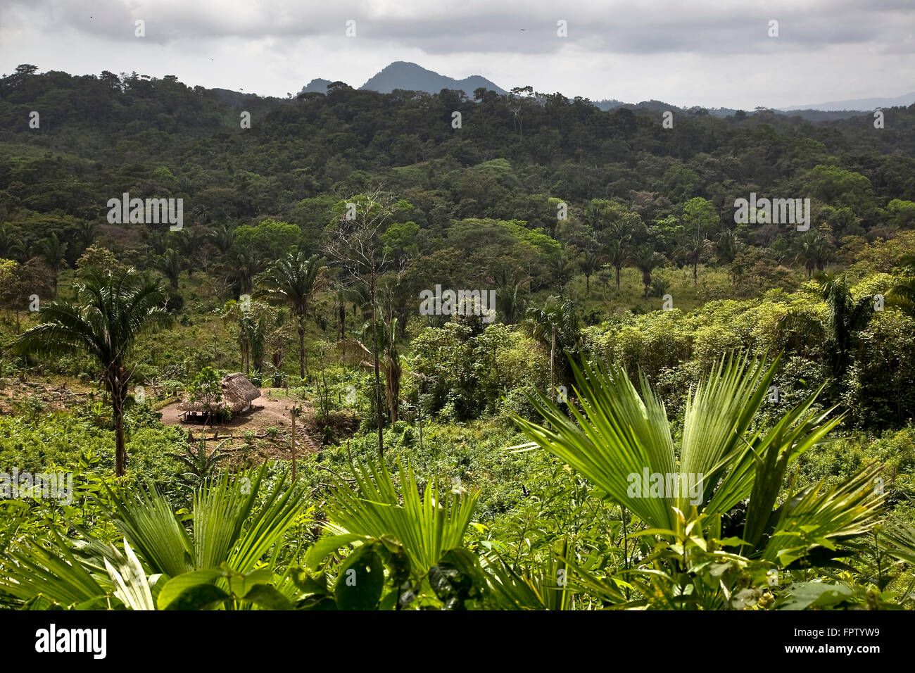 Forest in Vaquilla, Castilla del oro, Panamá Stock Photo