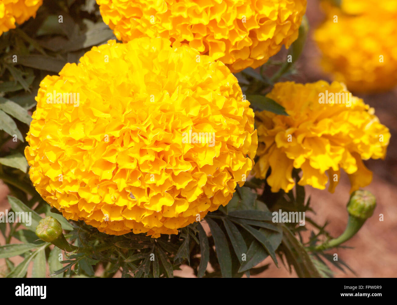 Marigold yellow color in many flowers plant. Stock Photo