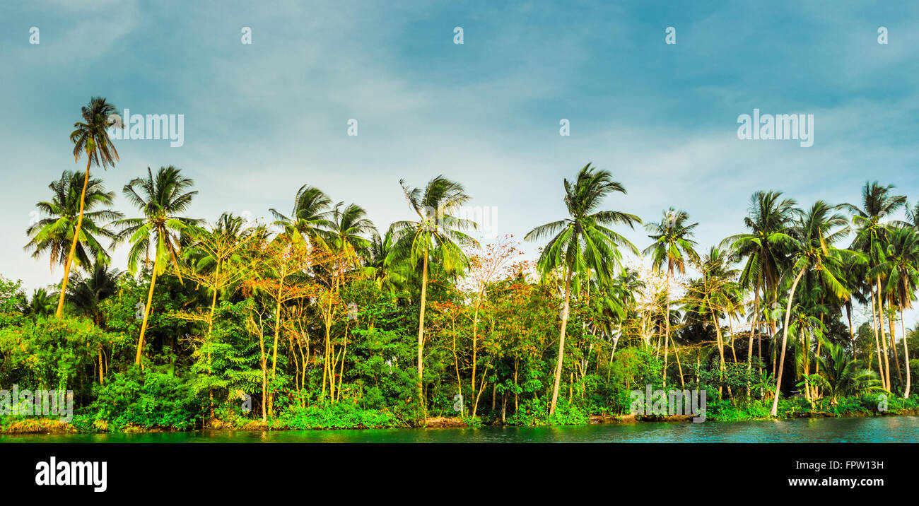 Palm trees on sea shore at beautiful sunny day Stock Photo - Alamy