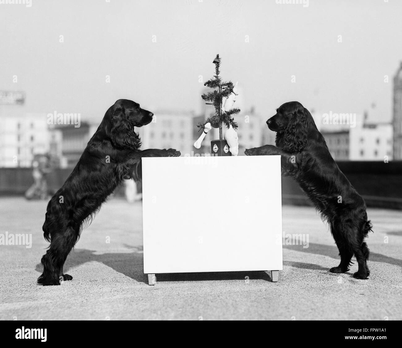 1930s TWO BLACK COCKER SPANIELS STANDING ON HIND LEGS RESTING FRONT LEGS ON TABLE WITH SMALL CHRISTMAS TREE Stock Photo