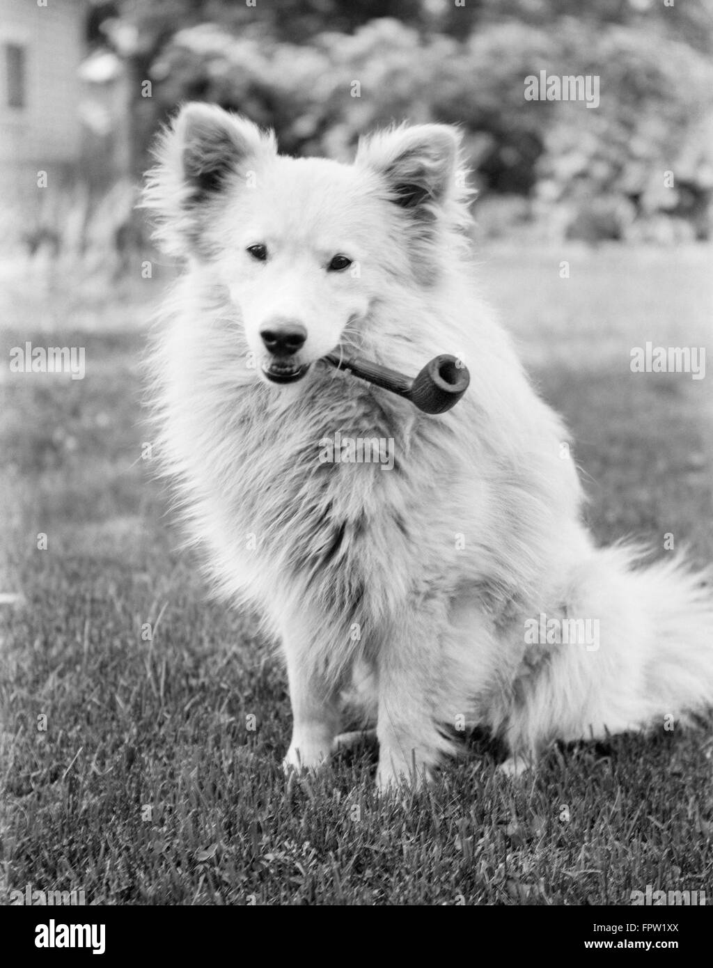 1930s MONGREL DOG SITTING OUTSIDE WITH LARGE SMOKING PIPE IN IT'S MOUTH LOOKING AT CAMERA Stock Photo