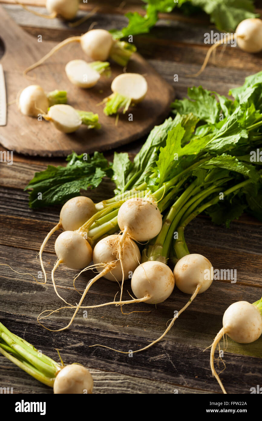 Raw Organic White Radishes with Green Stems Stock Photo