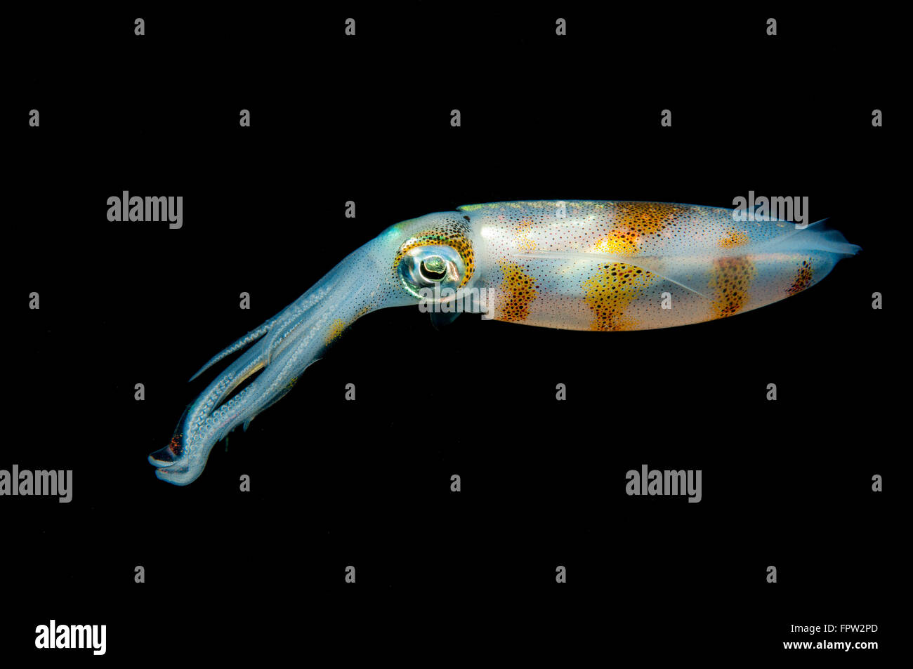 Bigfin reef squid (Sepioteuthis lessoniana), Sulawesi, Indonesia Stock Photo