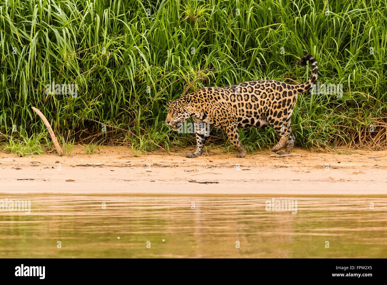 Jaguar (Panthera Onca) walking at shore, Northern Pantanal, Brazil Stock Photo