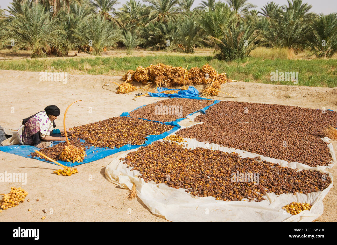 Harvested dates are graded according to quality and size and then sun