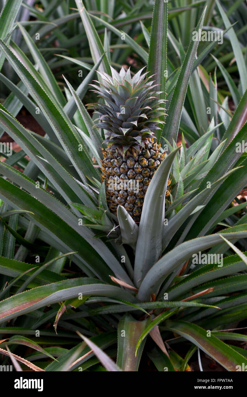 Island of Moorea, French Polynesia. Pineapple fields growing on the