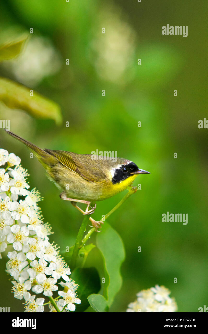 Common yellowthroat warbler on perch in summer garden habitat with white flowers. Stock Photo