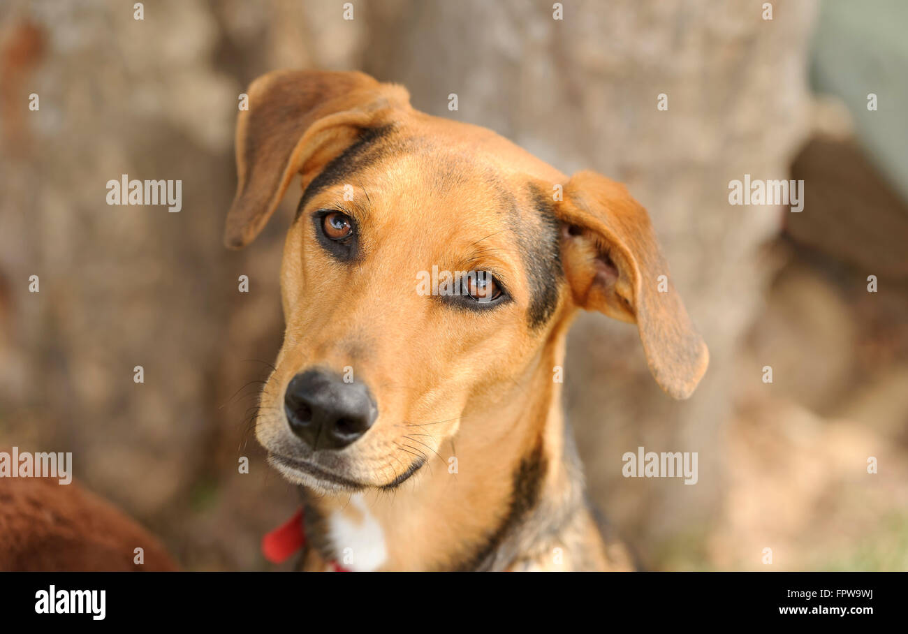 Curious dog is a cute dog outdoors looking at you with his beautiful brown eyes. Stock Photo