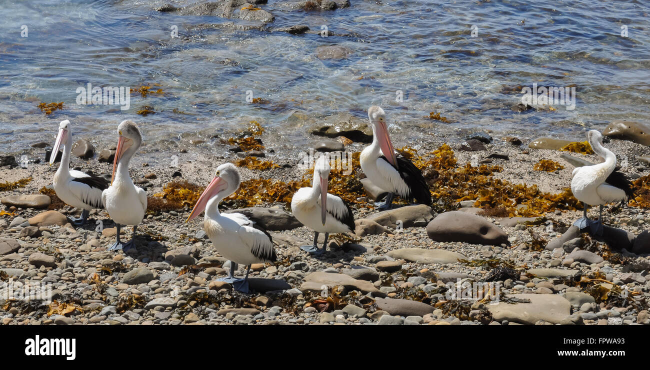 Pelicans on a Rocky Beach Stock Photo