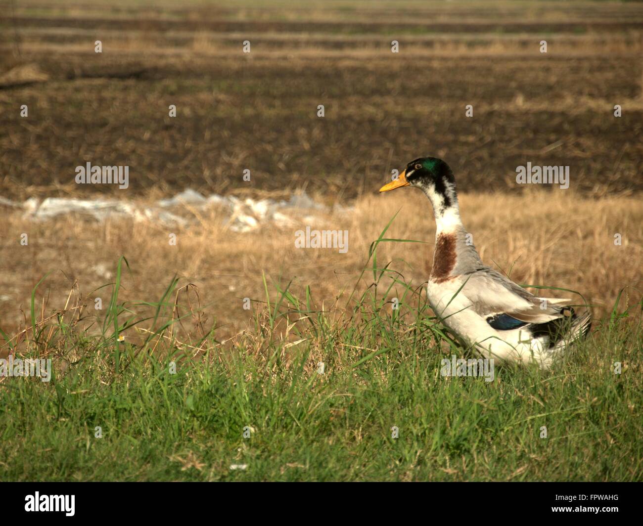 A white duck is wandering in the field in the village Stock Photo