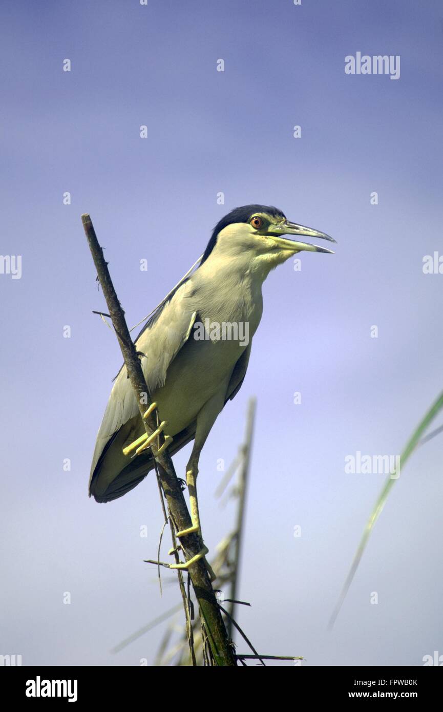 A green heron resting on the branch Stock Photo