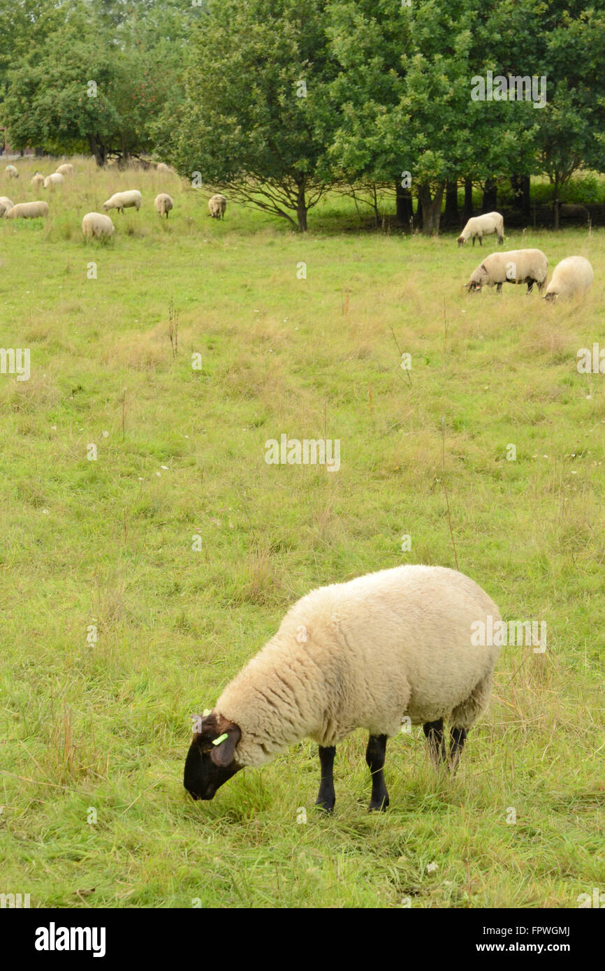 Greet your meat. Sheep with dark head grazing in field. Shot taken in Heerlen in the Limburg province of the Netherlands. Stock Photo