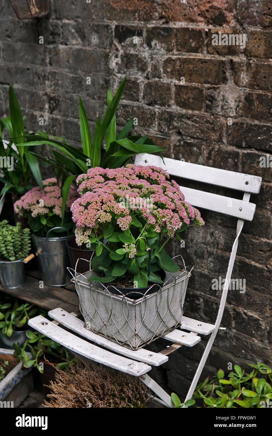 pot with kalanchoe on the white chair as a decoration of the garden Stock Photo