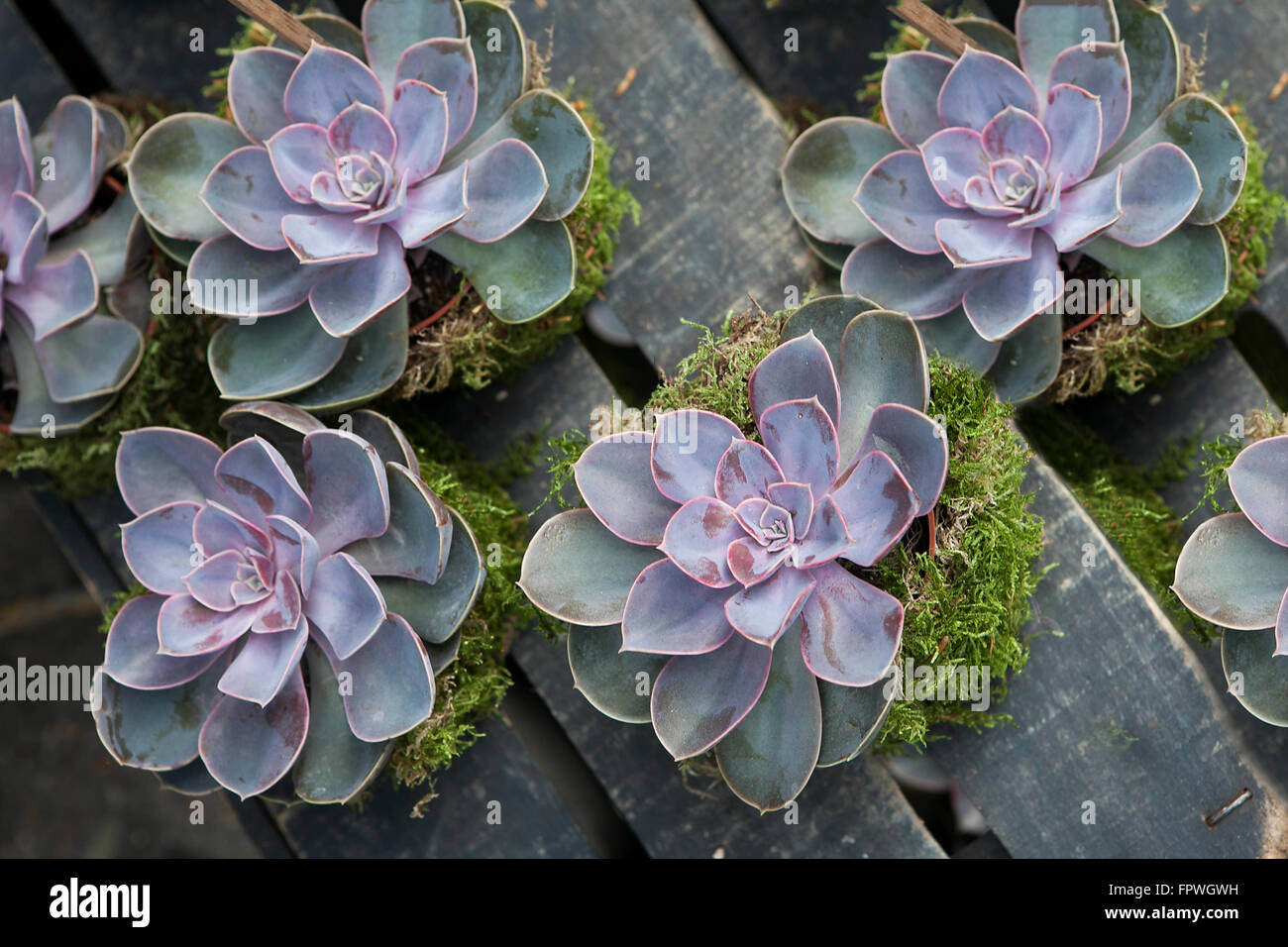 Rectangular arrangement of succulents; cactus succulents in a planter