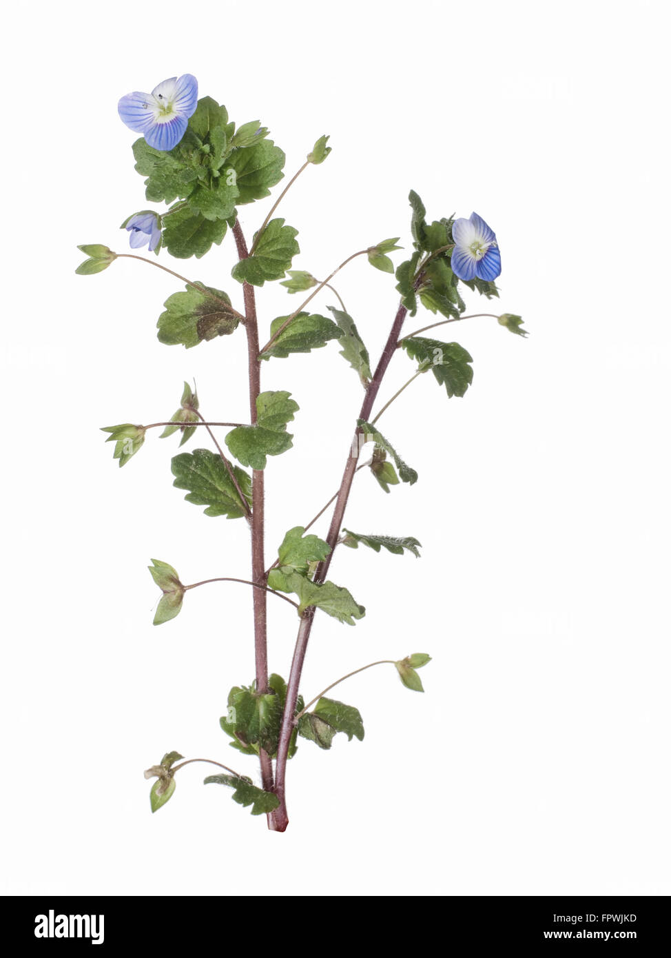 Speedwell, veronica. Pretty but invasive weed. Isolated on white background Stock Photo