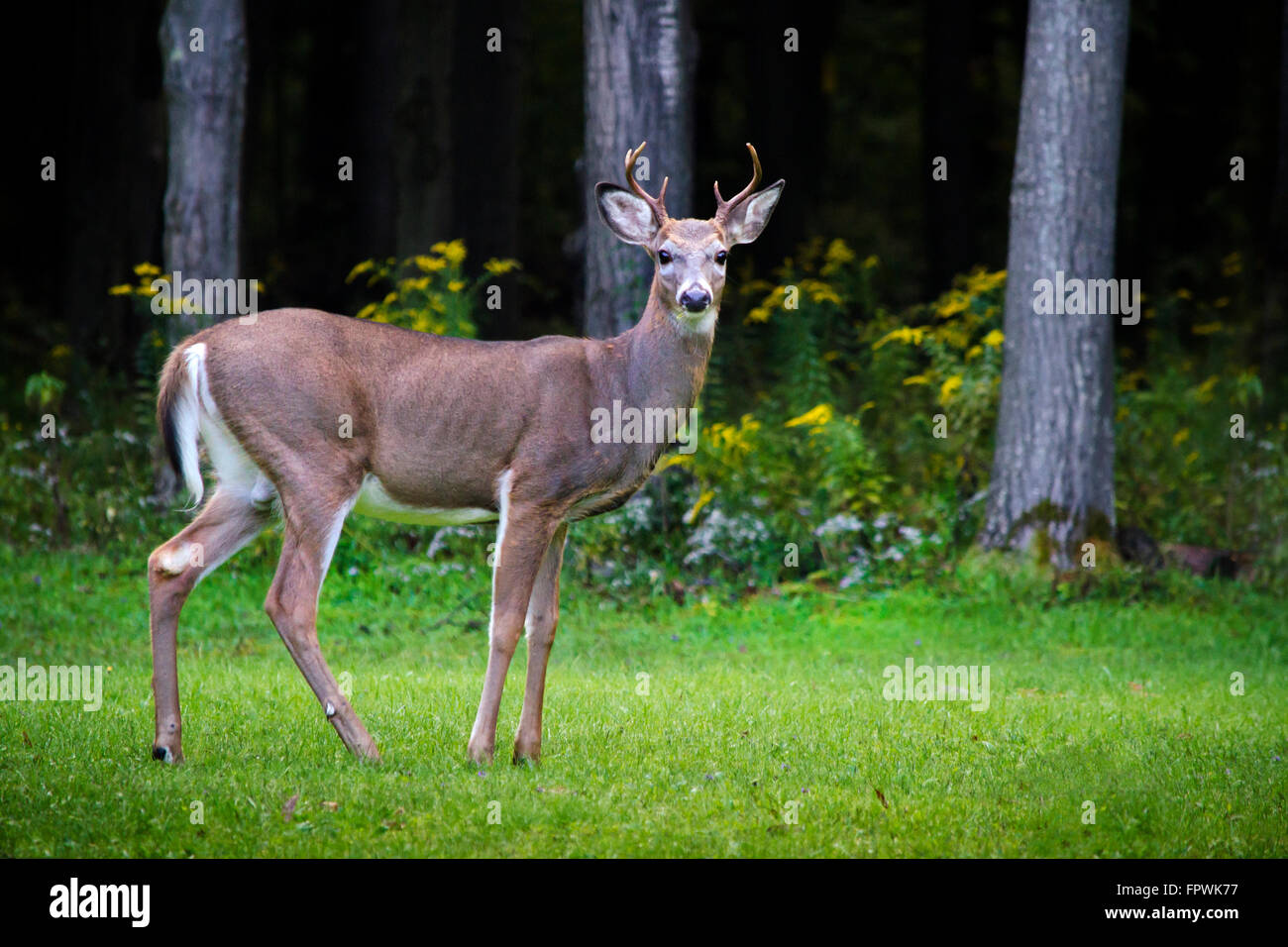 Whitetail deer buck with antlers close up Stock Photo