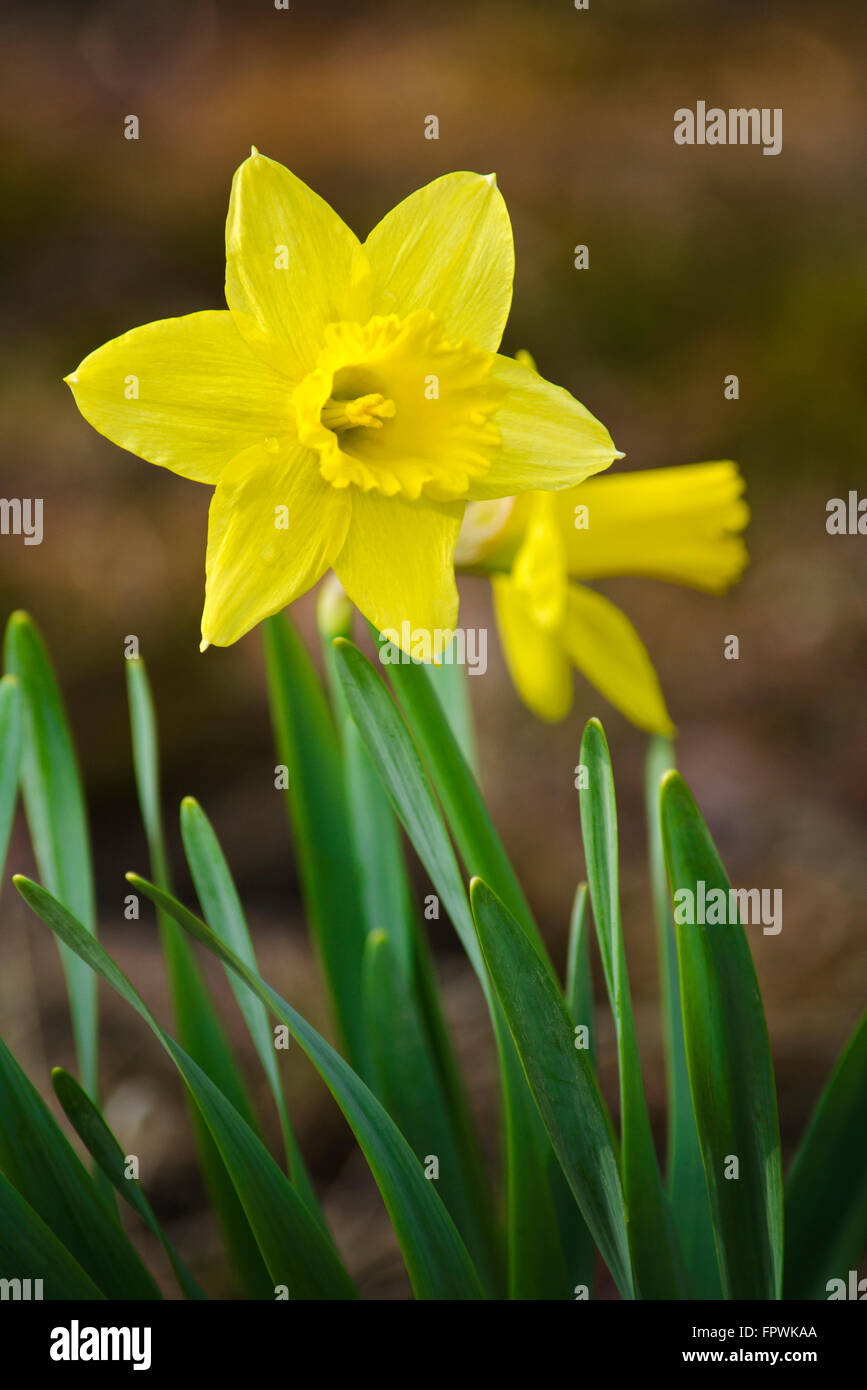 Daffodil flower close up in spring garden Stock Photo