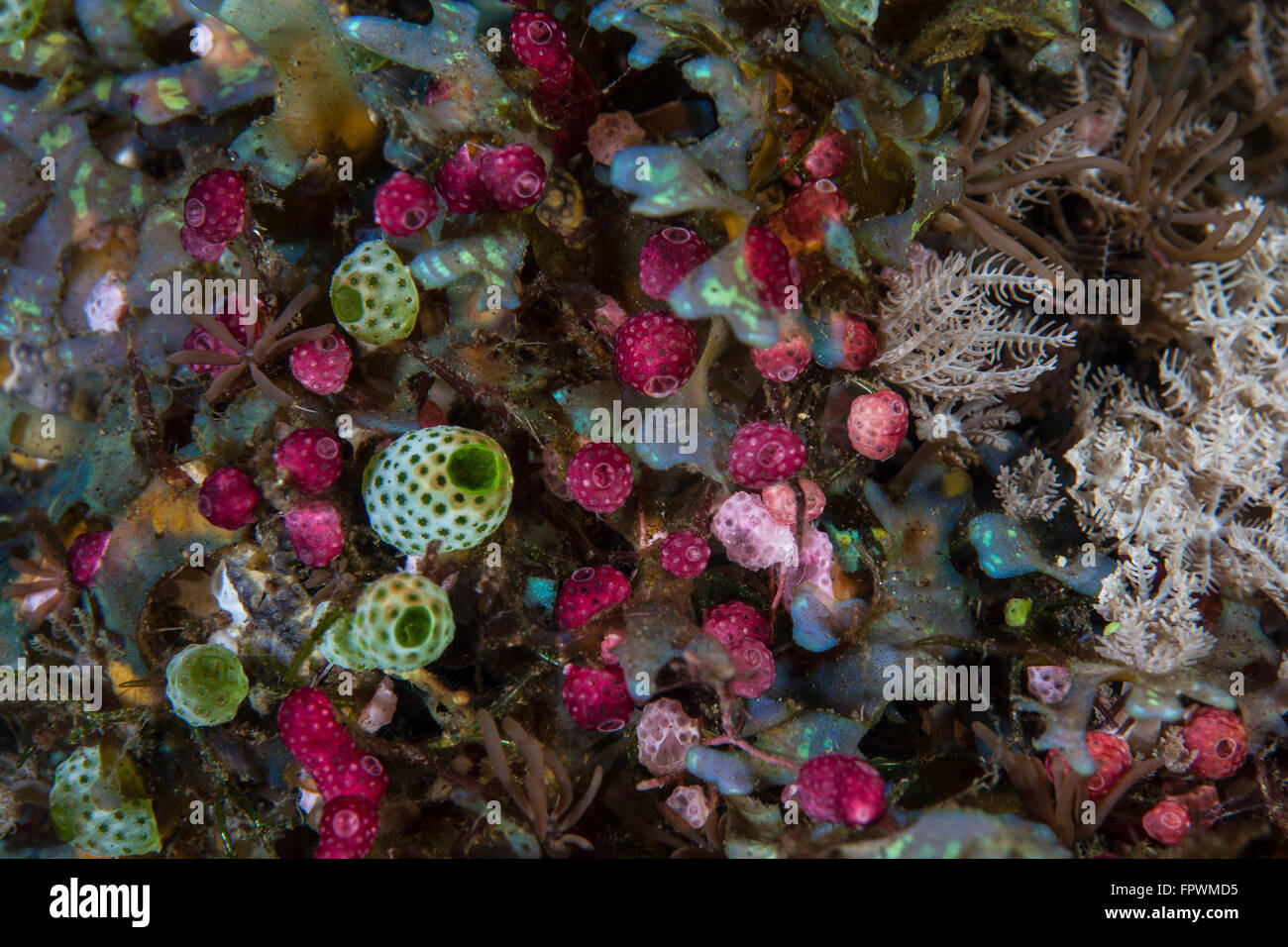 Colorful tunicates grow among coral polyps and other invertebrates in Komodo National Park, Indonesia. This beautiful area harbo Stock Photo