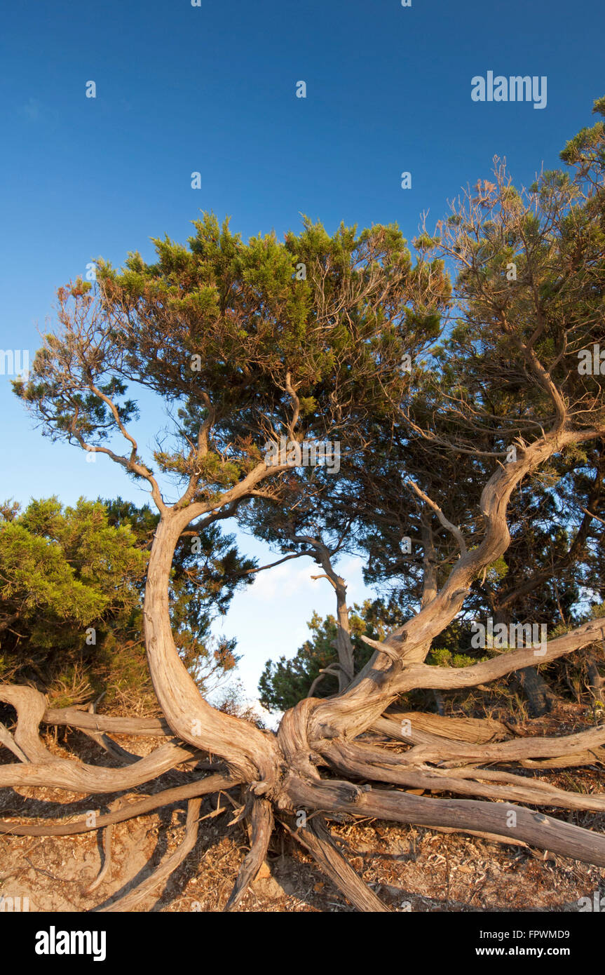Dorgali,Oliena,Urzulei,Sardinia, Italy, 10/2012. Old juniper tree and root in the Supramonte mountains, Barbagia region. Stock Photo