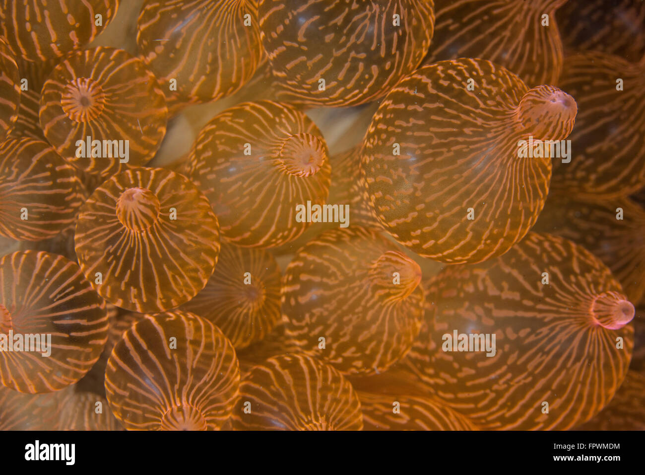 A bulbed anemone (Entacmaea quadricolor) grows on a reef in Komodo National Park, Indonesia. This beautiful area harbors extraor Stock Photo