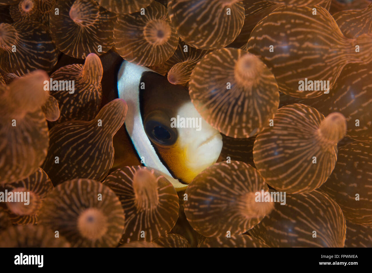 A Clark's anemonefish (Amphiprion clarkii) snuggles into the tentacles of its host anemone in Komodo National Park, Indonesia. T Stock Photo