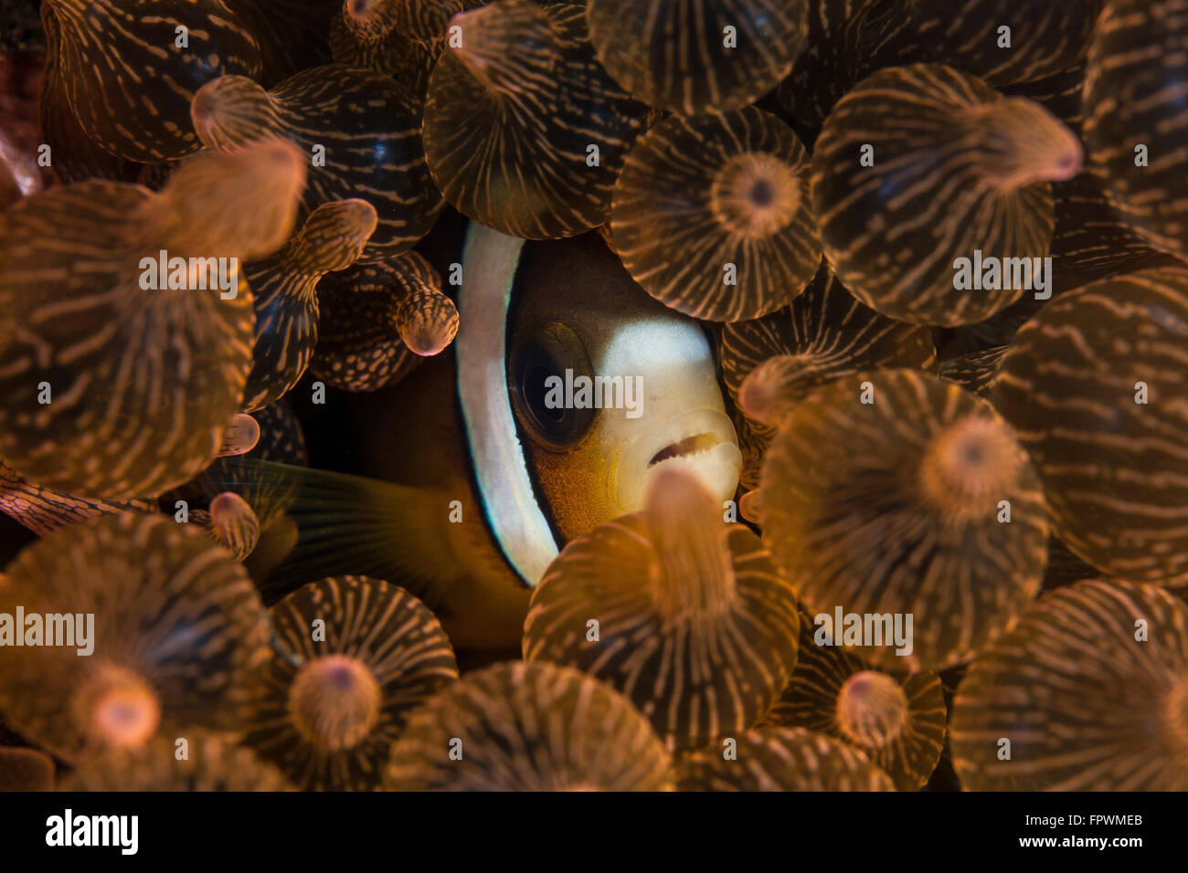 A Clark's anemonefish (Amphiprion clarkii) snuggles into the tentacles of its host anemone in Komodo National Park, Indonesia. T Stock Photo