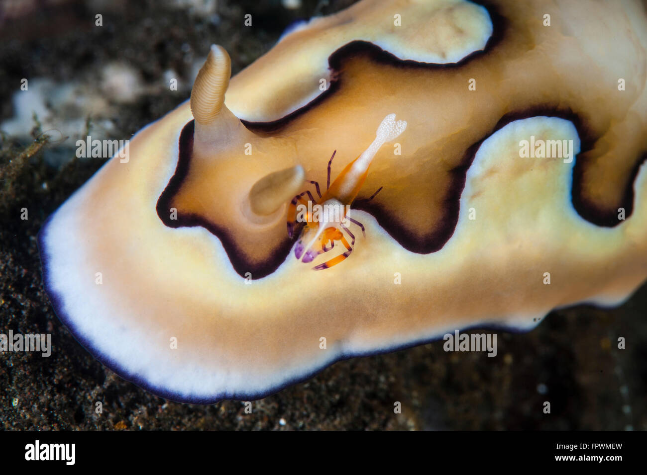 A tiny emperor shrimp (Periclimenes imperator) hitches a ride on a nudibranch in Komodo National Park, Indonesia. This beautiful Stock Photo