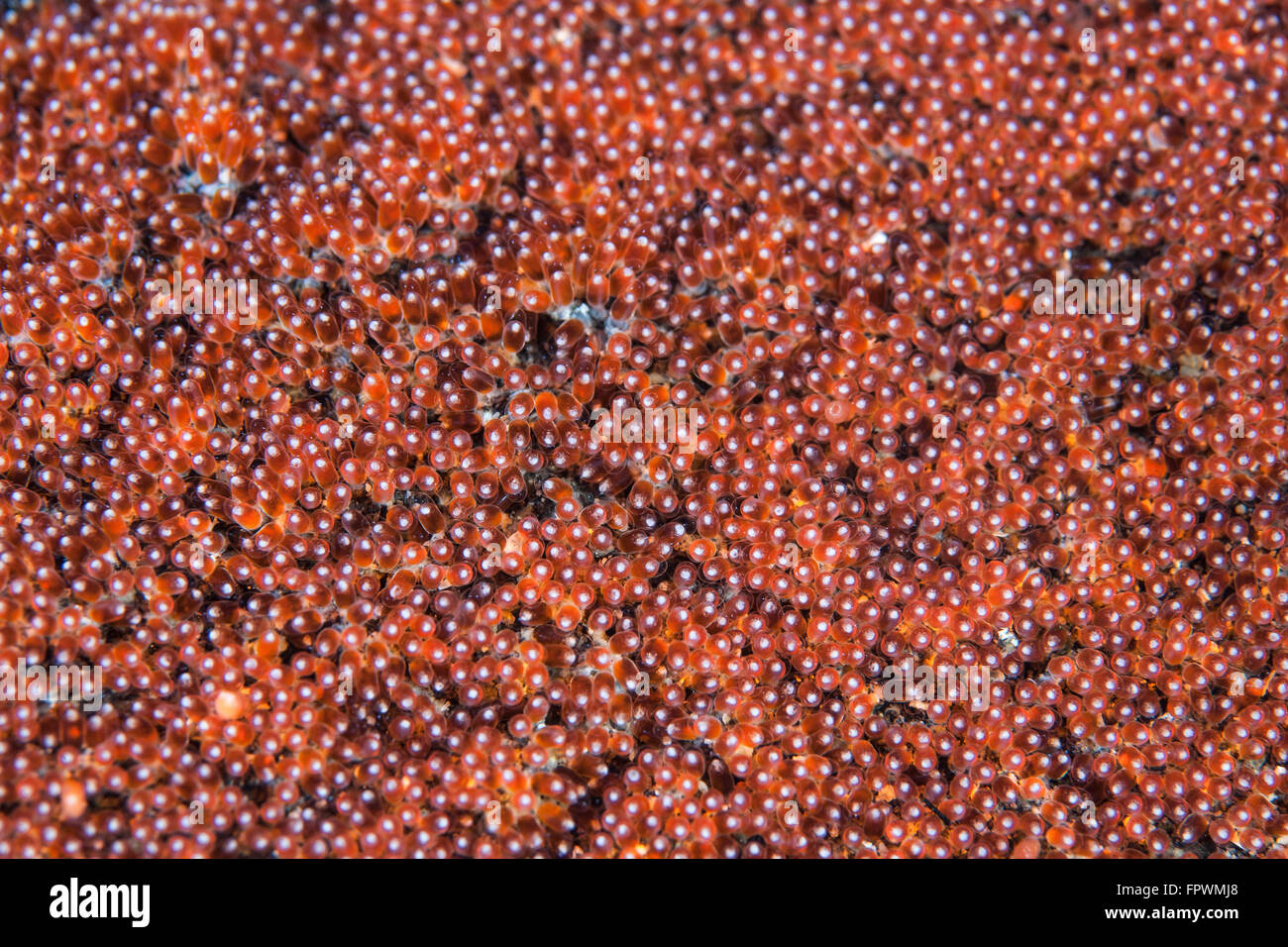 Anemonefish eggs develop on the seafloor in Komodo National Park, Indonesia. This tropical area in the western Pacific harbors a Stock Photo