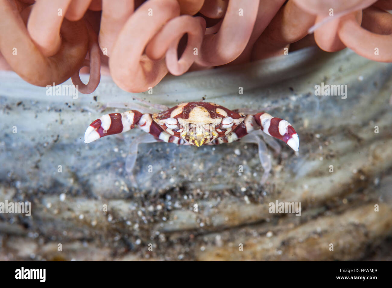 A harlequin swimming crab (Lissocarcinus laevis) sits on its host tube anemone in Komodo National Park, Indonesia. This tropical Stock Photo