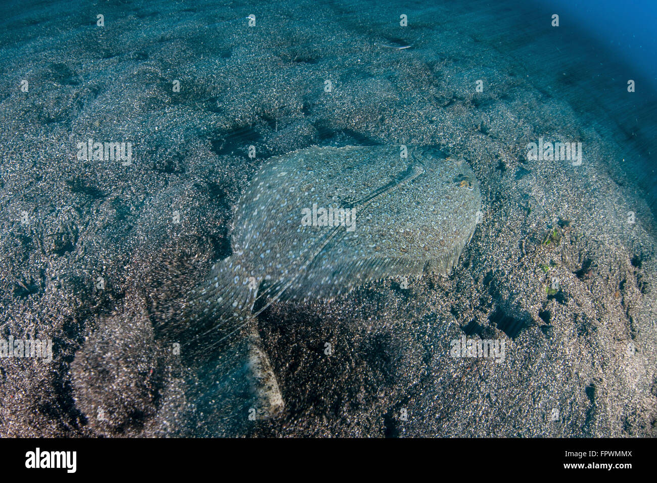 A flounder (Bothus sp.) blends into its reef surroundings in Komodo National Park, Indonesia. This tropical area in the western Stock Photo