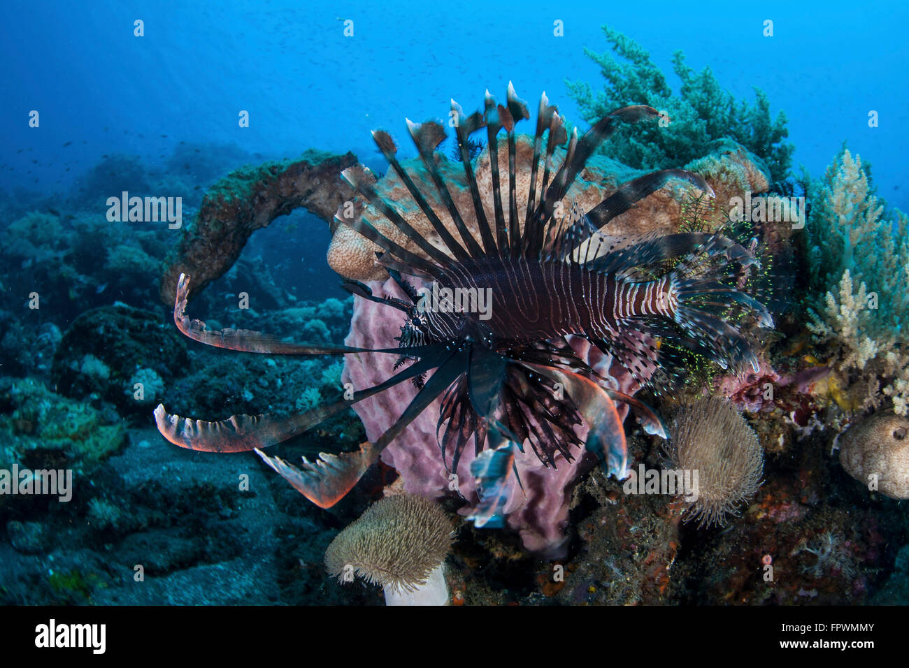 A lionfish (Pterois volitans) displays its venomous spines in Komodo ...