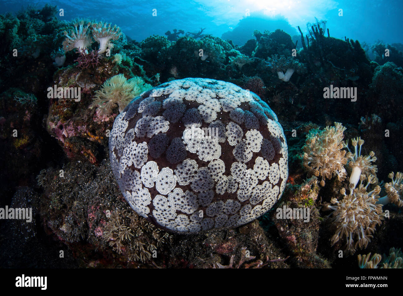 A pin cushion starfish (Culcita sp.) clings to a coral reef in Komodo National Park, Indonesia. This tropical area in the wester Stock Photo