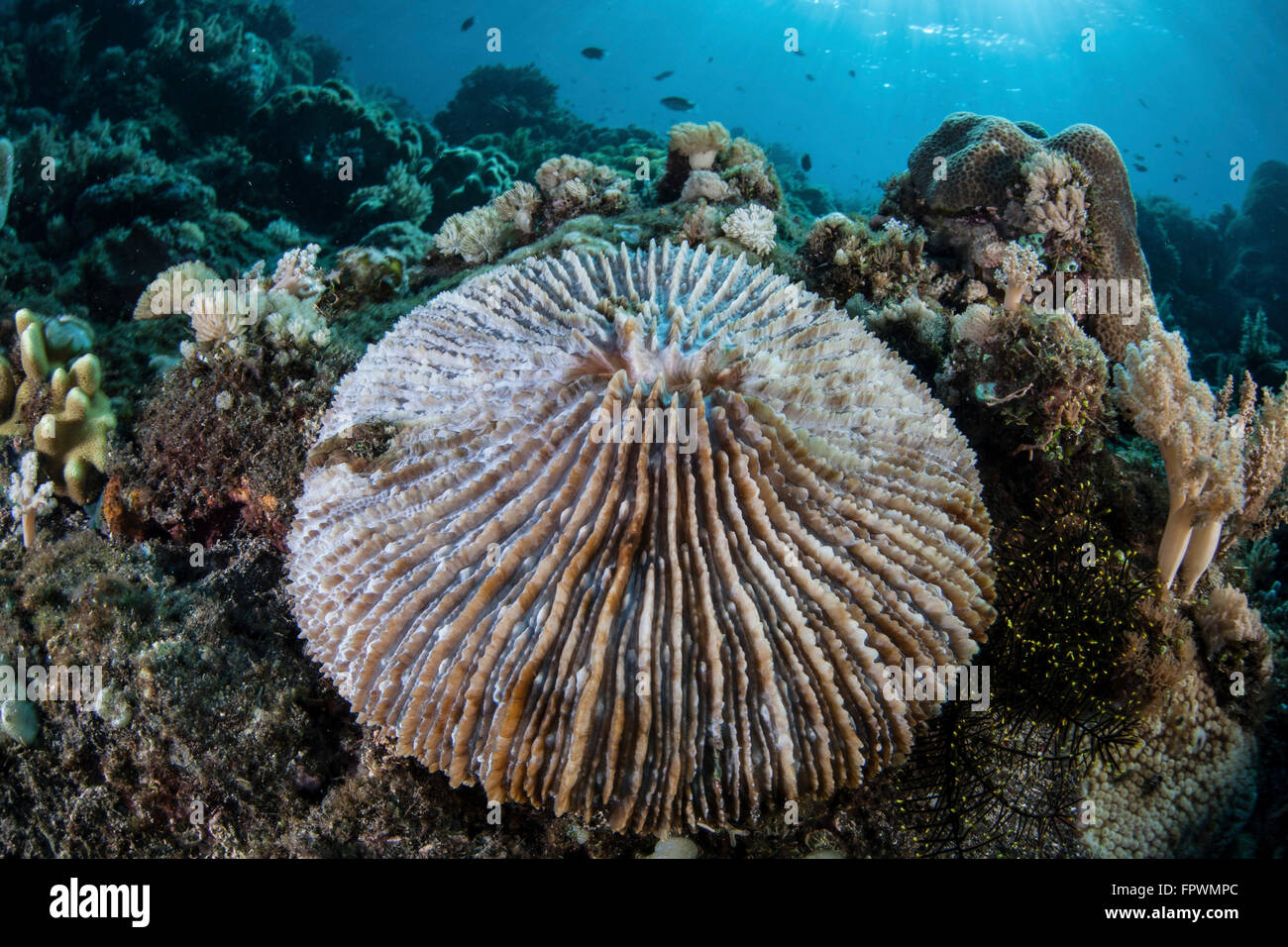 A mushroom coral (Fungia sp.) grows on a reef in Indonesia. This family of corals does not fuse to the seafloor. They live indep Stock Photo
