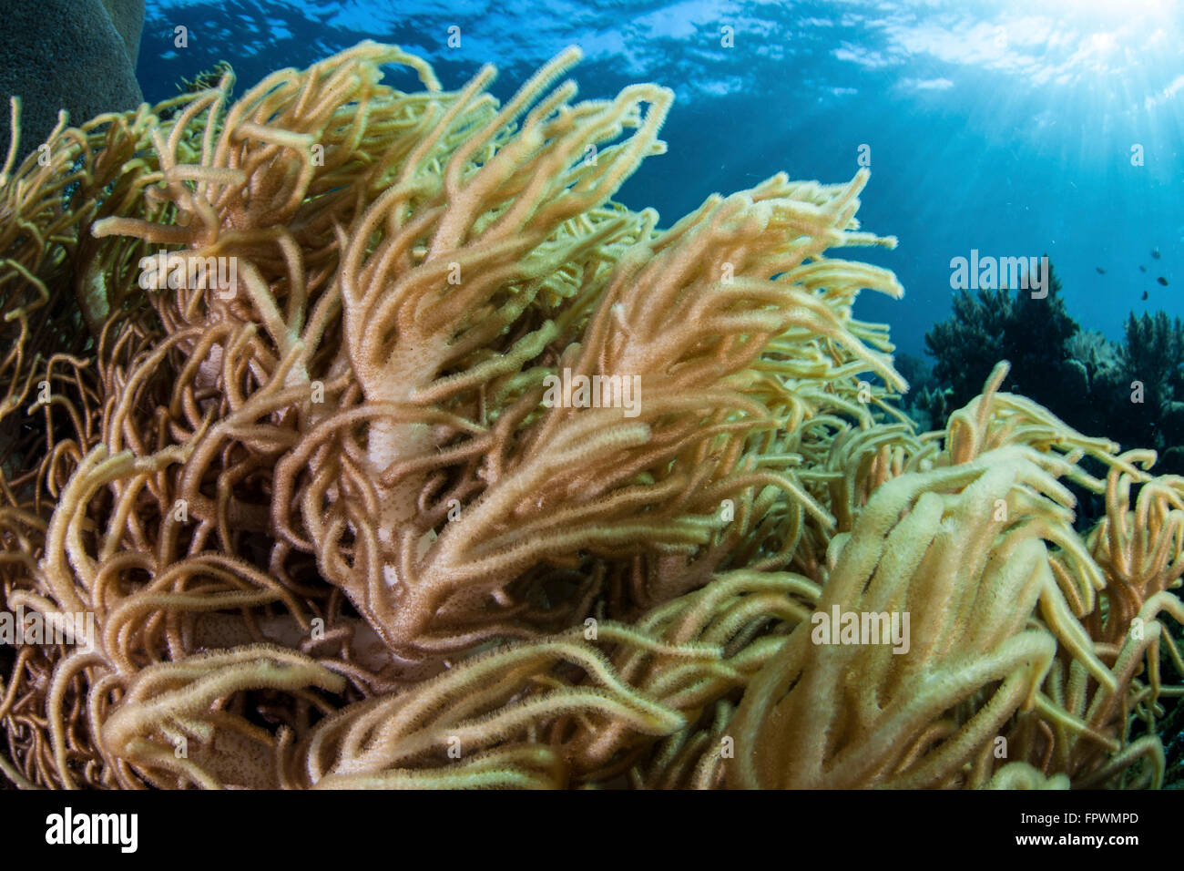 A soft coral colony (Sinularia sp.) grows on a diverse reef in Indonesia. This family of corals does not fuse to the seafloor. T Stock Photo