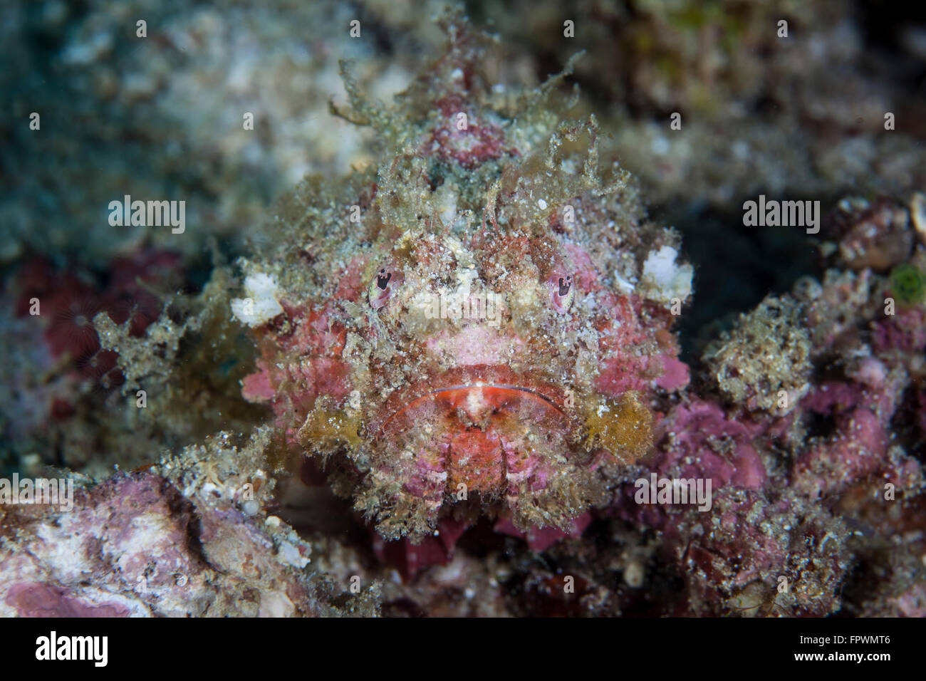 A well-camouflaged scorpionfish lays on a coral reef near the island of Sulawesi, Indonesia. This tropical region, within the Co Stock Photo