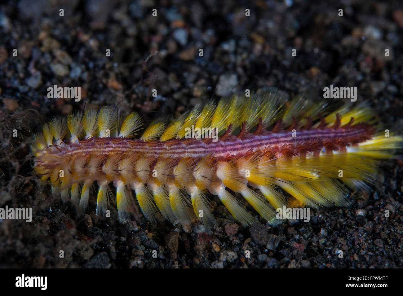 A darklined fireworm (Chloeia fusca) crawls across the black sand seafloor in Komodo National Park, Indonesia.d Stock Photo