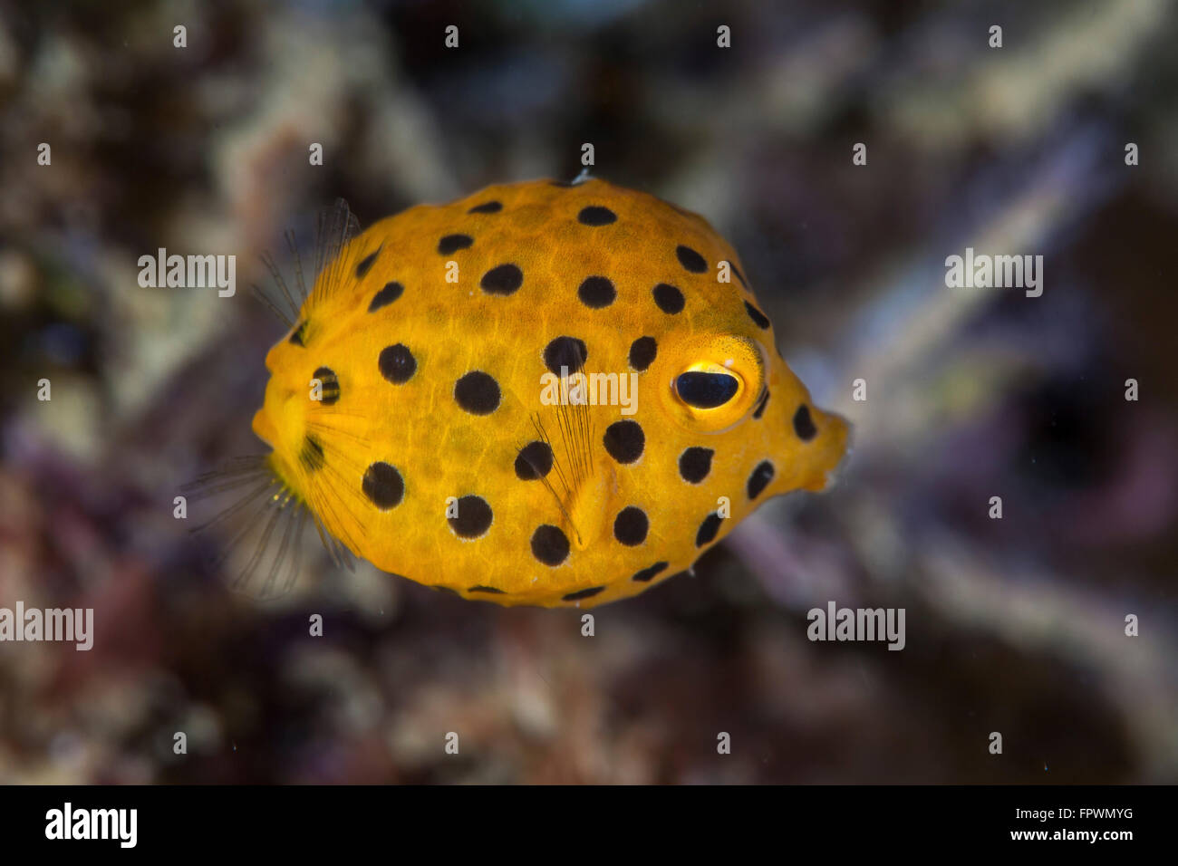 A juvenile yellow boxfish (Ostracion cubicus) swims above the seafloor near the island of Sulawesi, Indonesia. This tropical reg Stock Photo