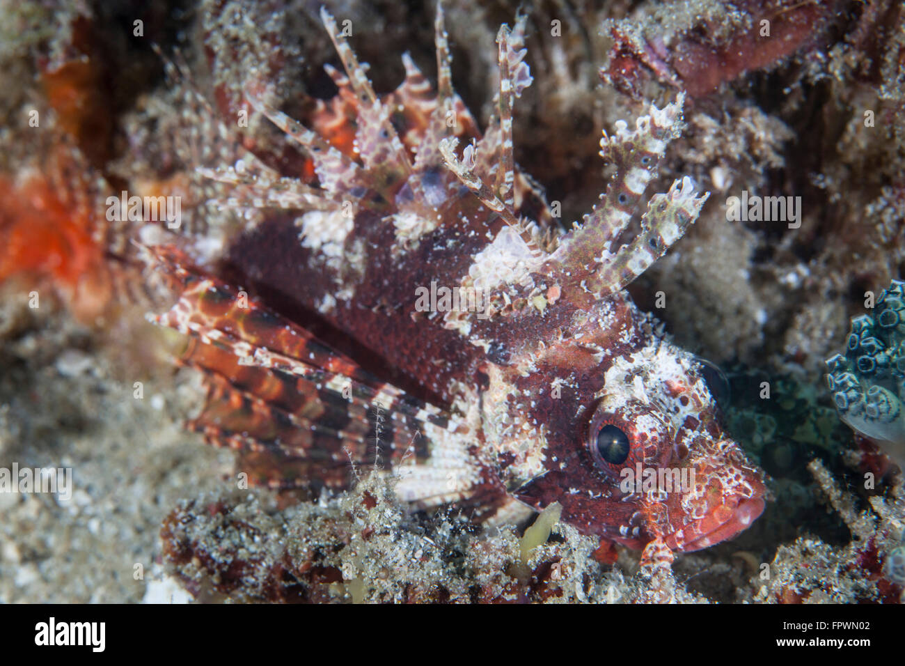 A shortfin lionfish (Dendrochirus brachypterus) lays on the seafloor waiting for prey to swim near in Indonesia. This tropical r Stock Photo