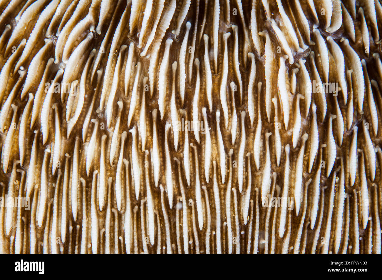 Abstract of a mushroom coral (Fungia sp.) growing on a reef in Indonesia. This tropical region, within the Coral Triangle, is ho Stock Photo
