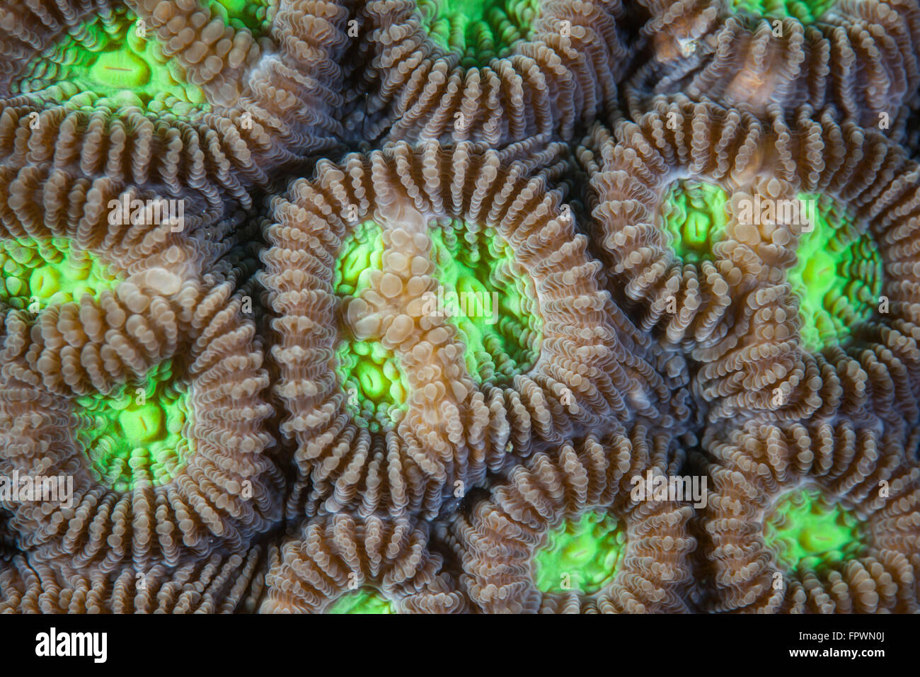 Coral polyps grow on a reef in Indonesia. This tropical region, within the Coral Triangle, is home to an incredible variety of m Stock Photo