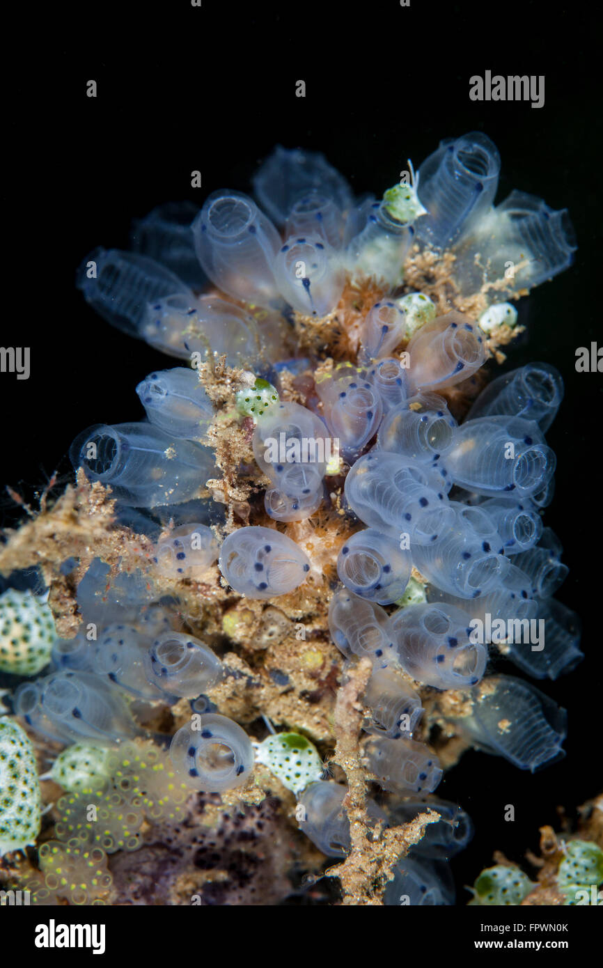 Colorful tunicates grow on a reef in Indonesia. This tropical region ...