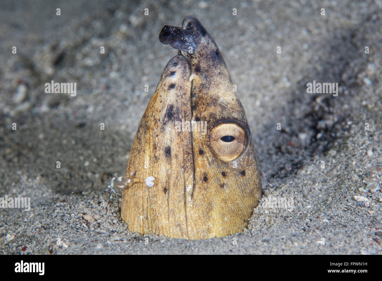A Black-finned snake eel (Ophichthus cephalozona) pokes its head out of ...