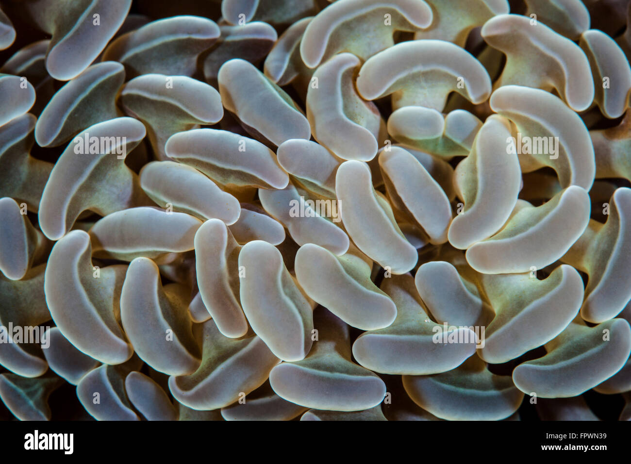 Anchor coral (Euphyllia ancora) grows on a reef in Indonesia. This tropical region, within the Coral Triangle, is home to an inc Stock Photo
